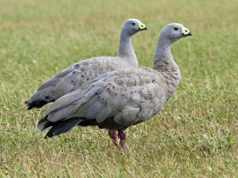 Hoendergans Cereopsies, Dieren en Toebehoren, Pluimvee, Meerdere dieren, Gans of Zwaan