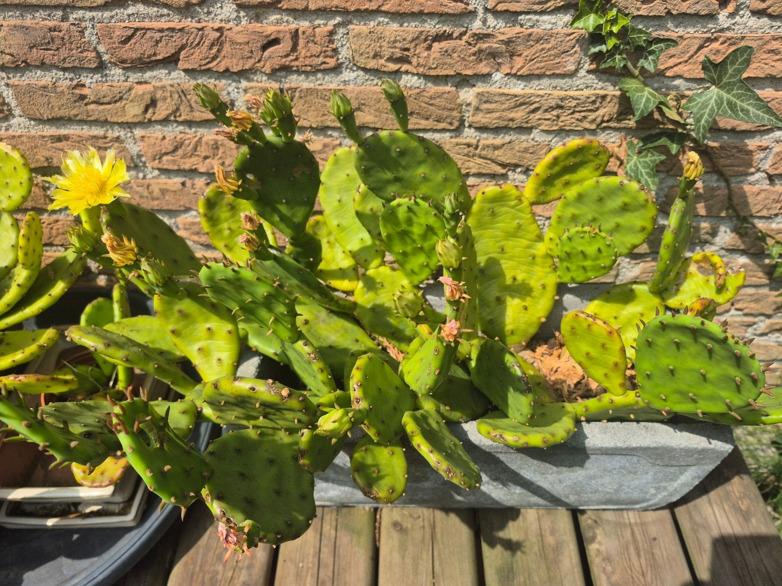 Cactussen tel 0478439224, Tuin en Terras, Ophalen