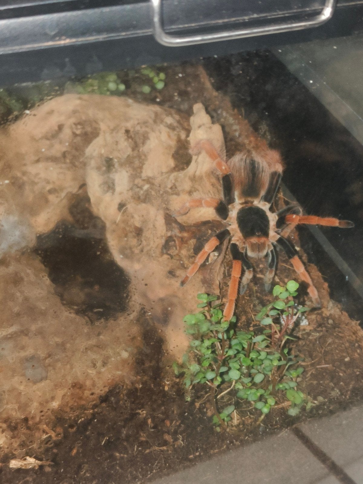Megaphobena robustrum!