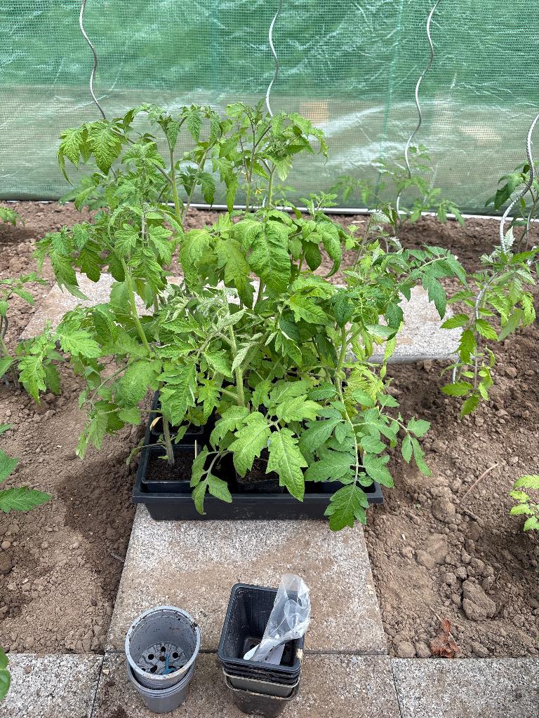 Diverse tomatenplanten, Ophalen, Volle zon, Groenteplanten, Eenjarig