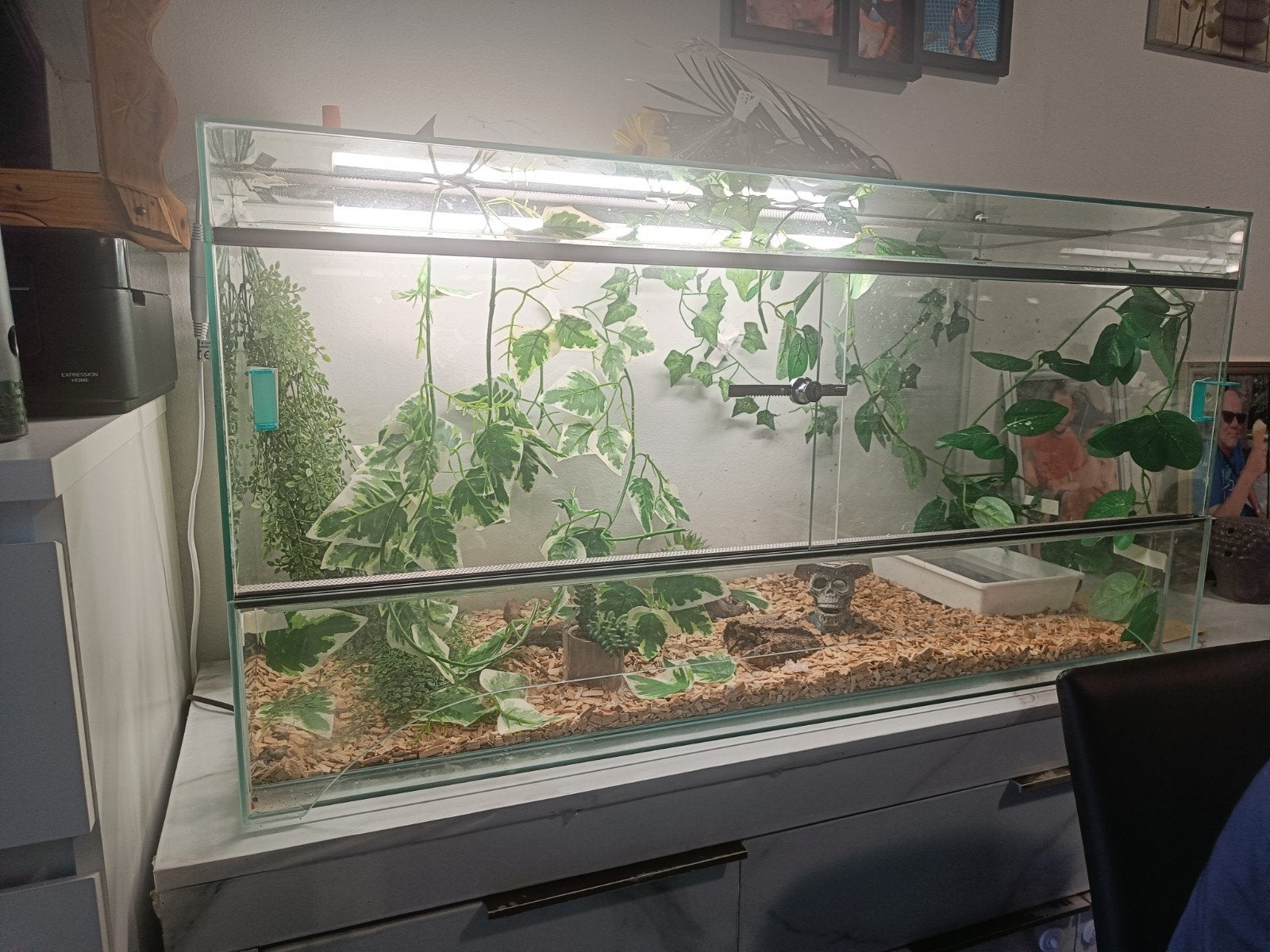 couple python de 1 ans avec terrarium équipé, Enlèvement, Comme neuf, Terrarium ou Paludarium