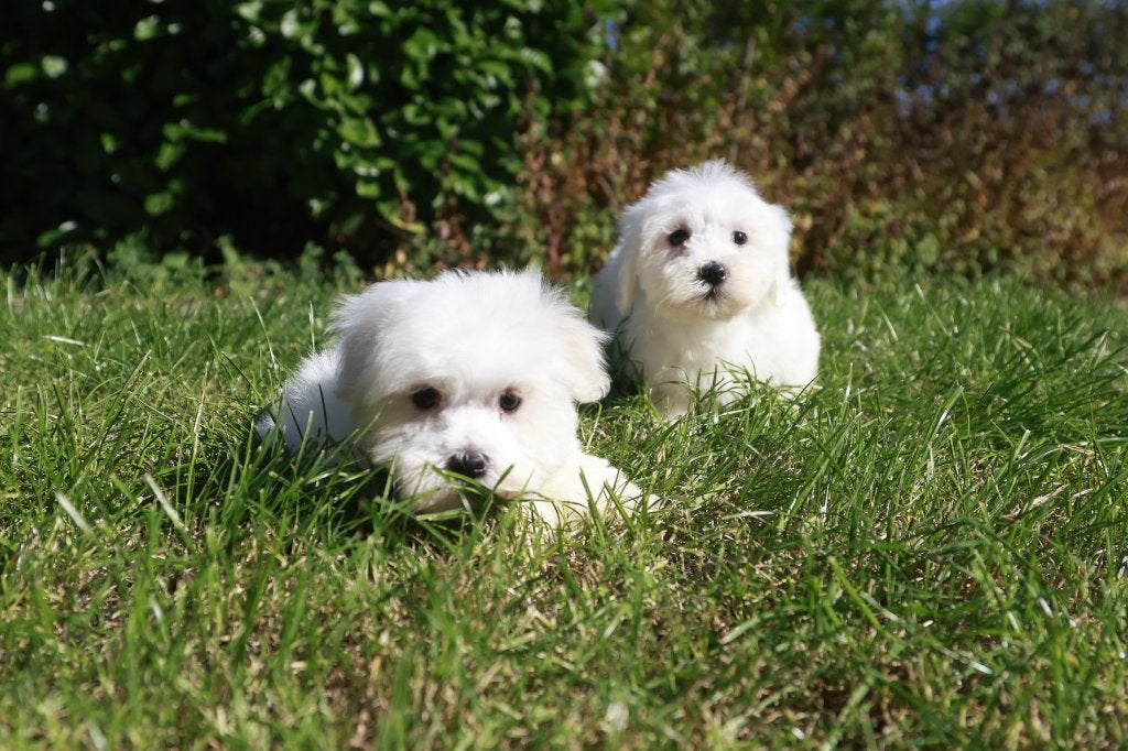 Chiot maltais, né le 27 juillet, élevé sur place, Chien (mâle), Maladie de Carré (chiens), Belgique, Bichon maltais
