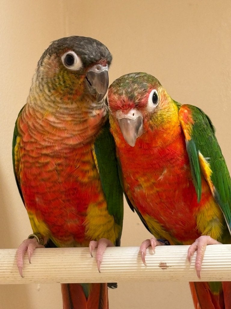 Pyrrhura molinae mutatie - Dominant rood kans split lutino, Meerdere dieren, Parkiet