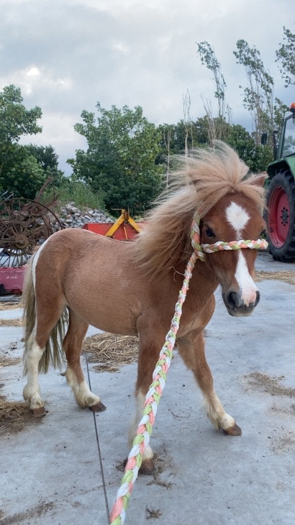 Shetlander hengst, Dieren en Toebehoren, Pony's, Hengst, A pony (tot 1.17m), 0 tot 2 jaar