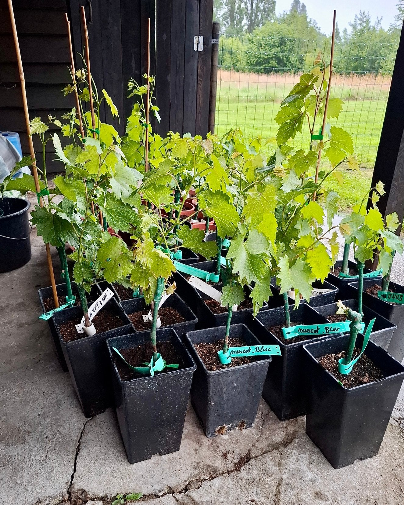 Druivenplanten druivelaar, Tuin en Terras, Planten | Tuinplanten, Ophalen