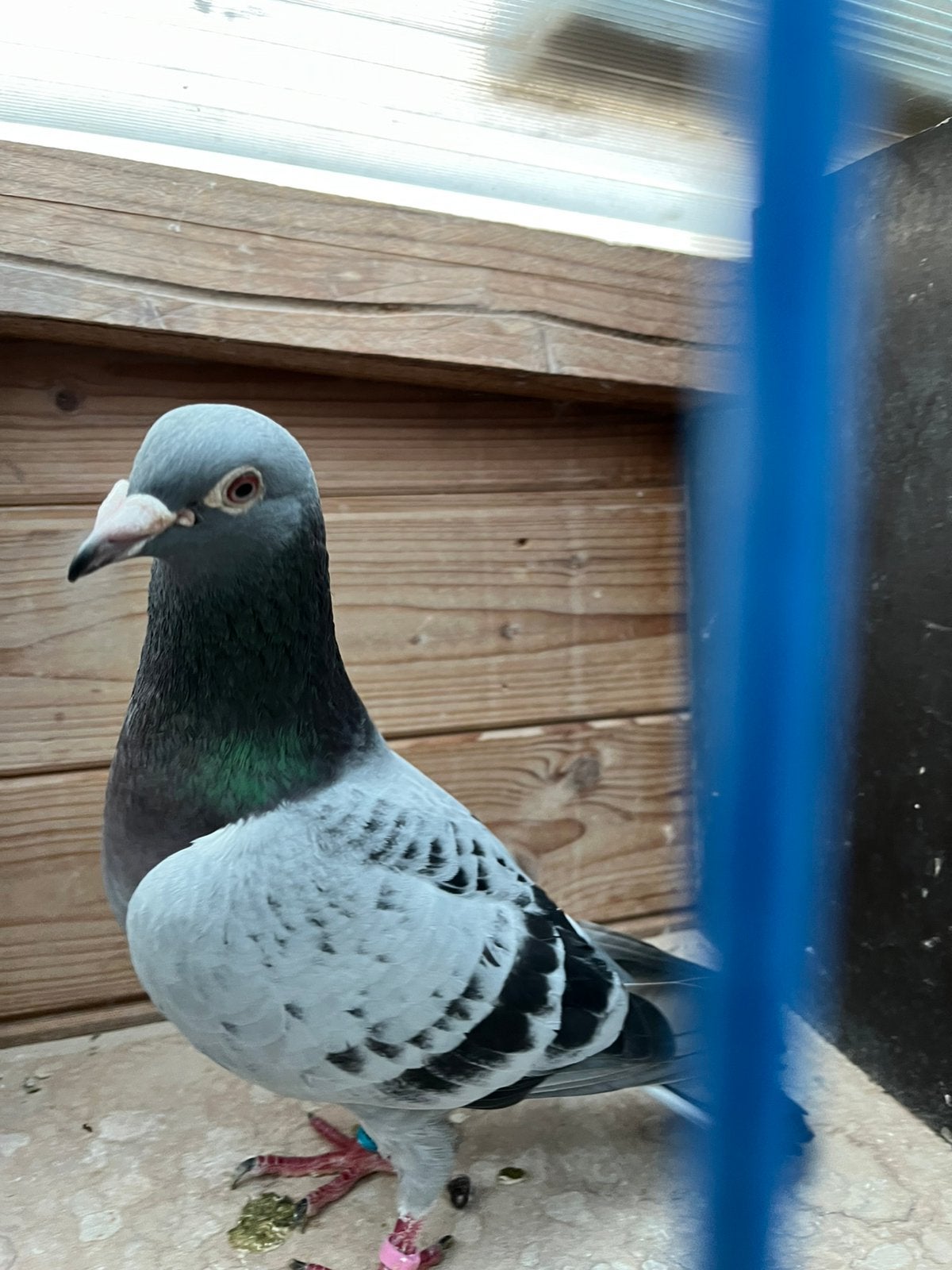 Geschelpte kwekduiver voor de Fond