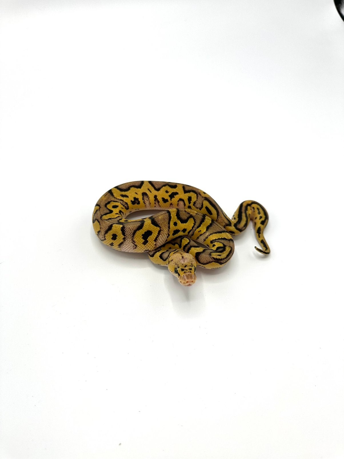 Diverse Python regius - koningspythons Ball Python photo 6
