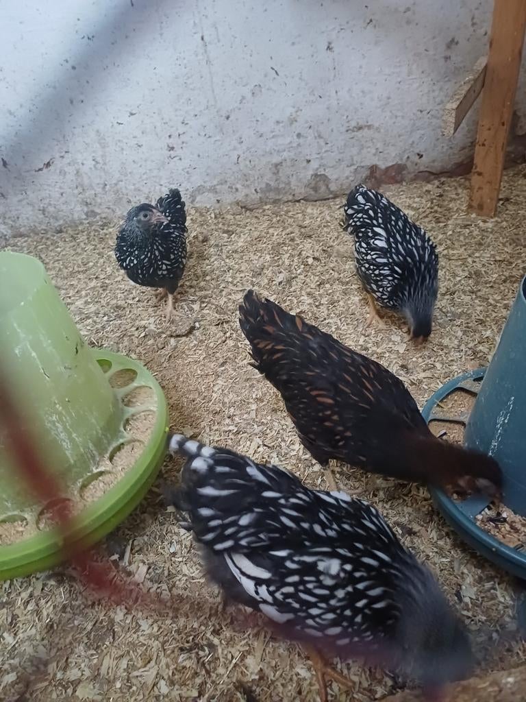 Wyandotte kriel, Dieren en Toebehoren, Pluimvee