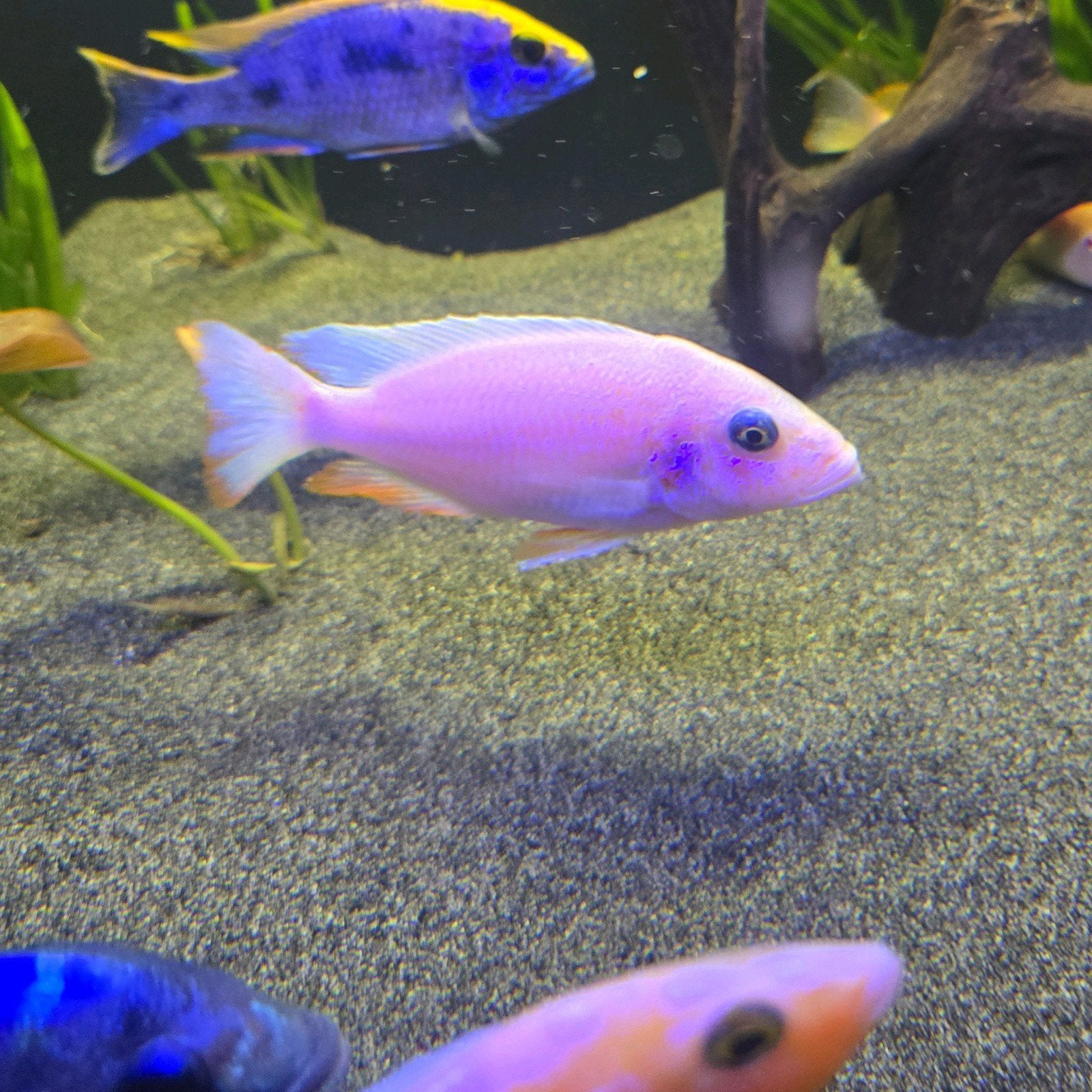 Sciaenochromis sneeuwwitje, Dieren en Toebehoren
