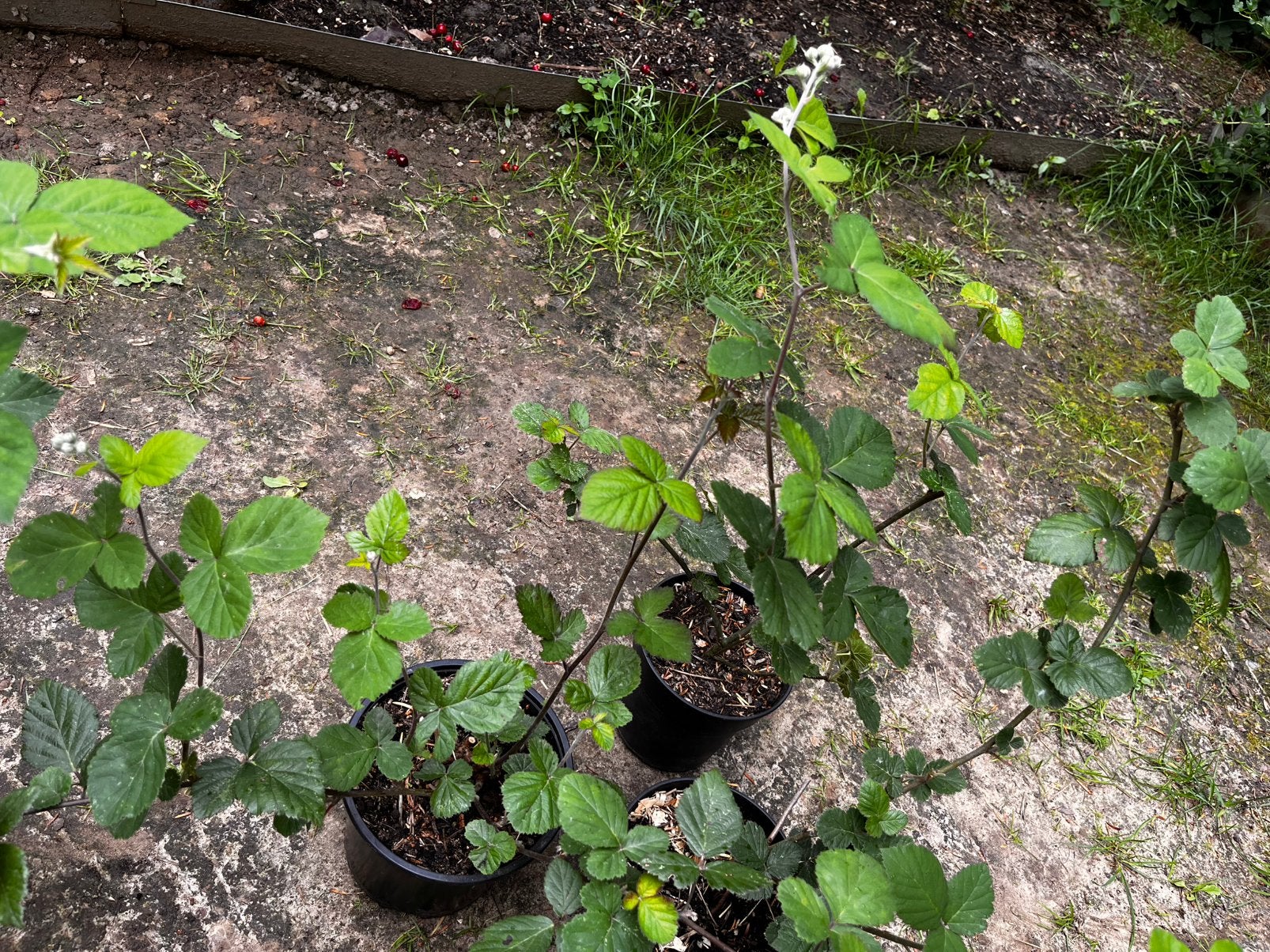 Verse bramen met bloemen te koop!, Tuin en Terras, Ophalen of Verzenden, Struik
