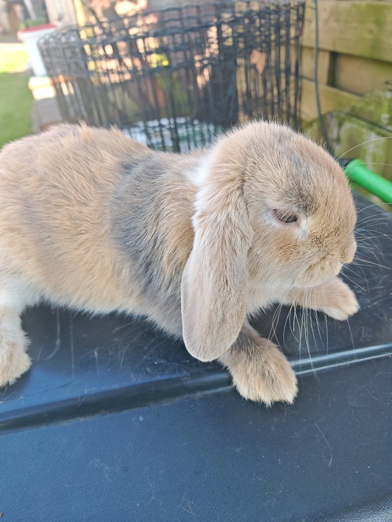 Nederlandse hangoortjes ongeveer 13 weken, Dieren en Toebehoren, Konijnen, Meerdere dieren, 0 tot 2 jaar