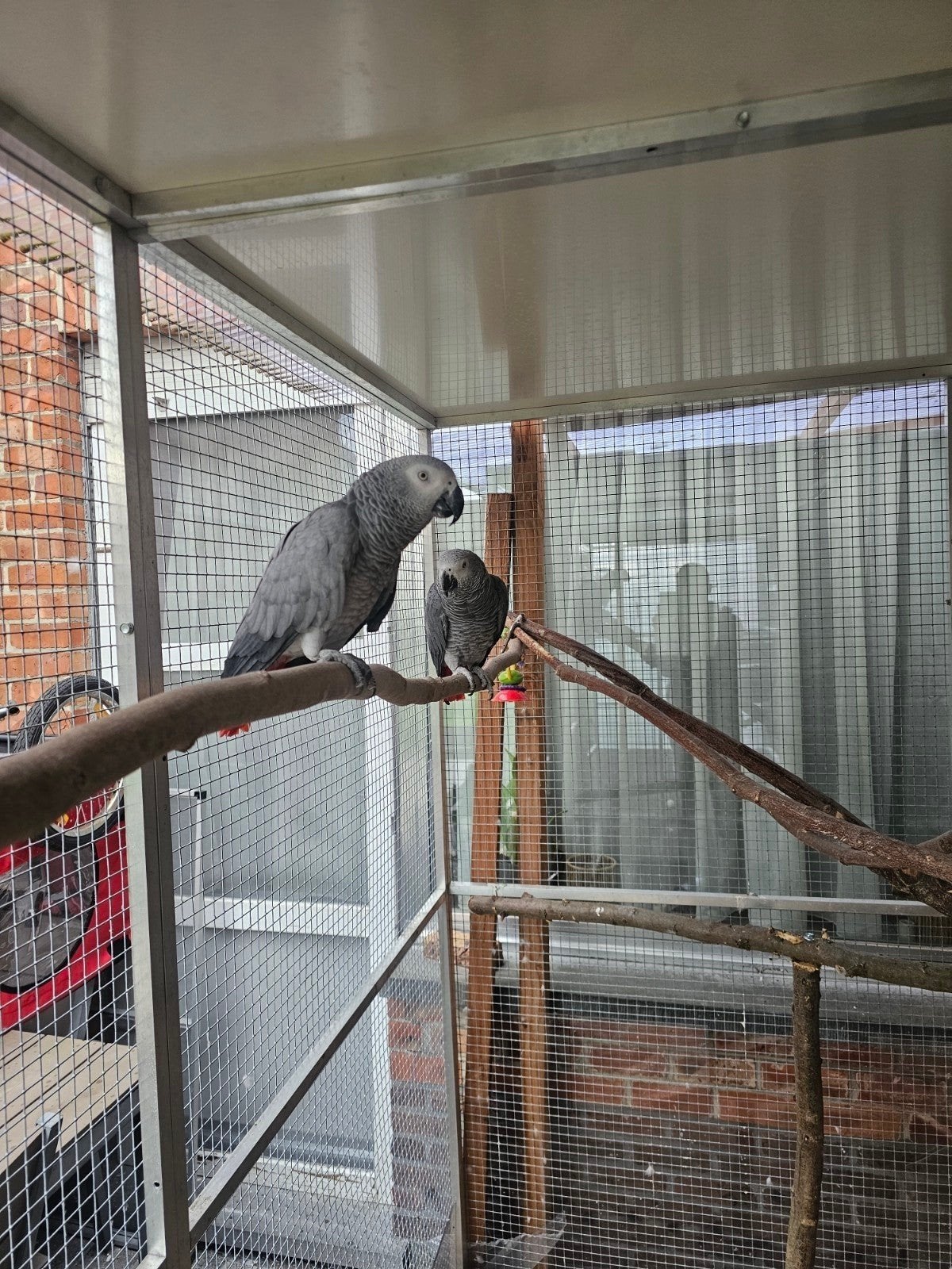 Couple  gris du gabon . 4 et 5 ans, Perroquet, Bagué