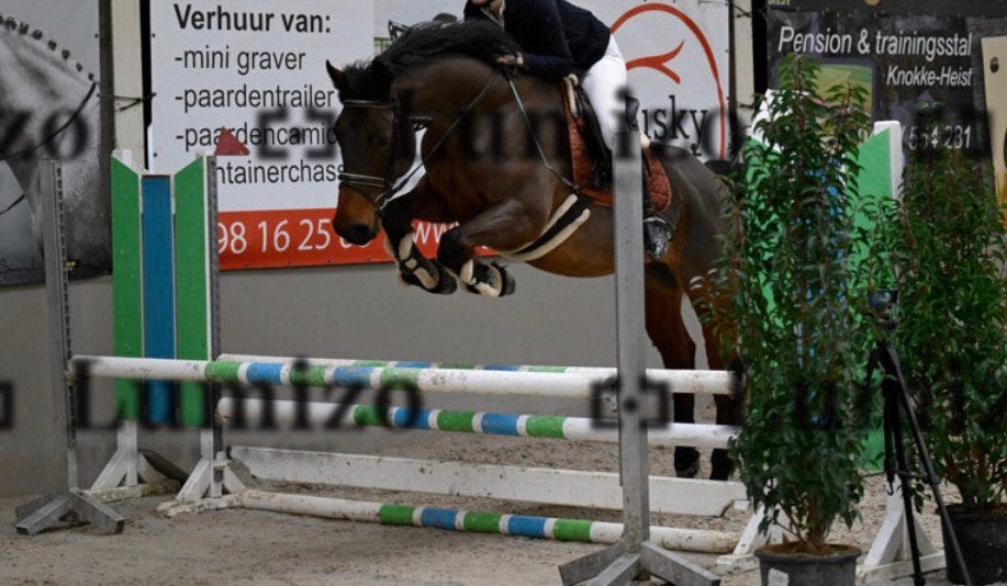 Spring paard te koop zoon van Lavallino ter Klomp, Animaux & Accessoires, Chevaux, Hongre, M, 160 à 165 cm, 7 à 10 ans, Cheval de saut