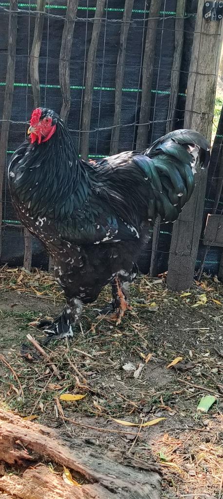 Haan brahma, Mâle, Poule ou poulet
