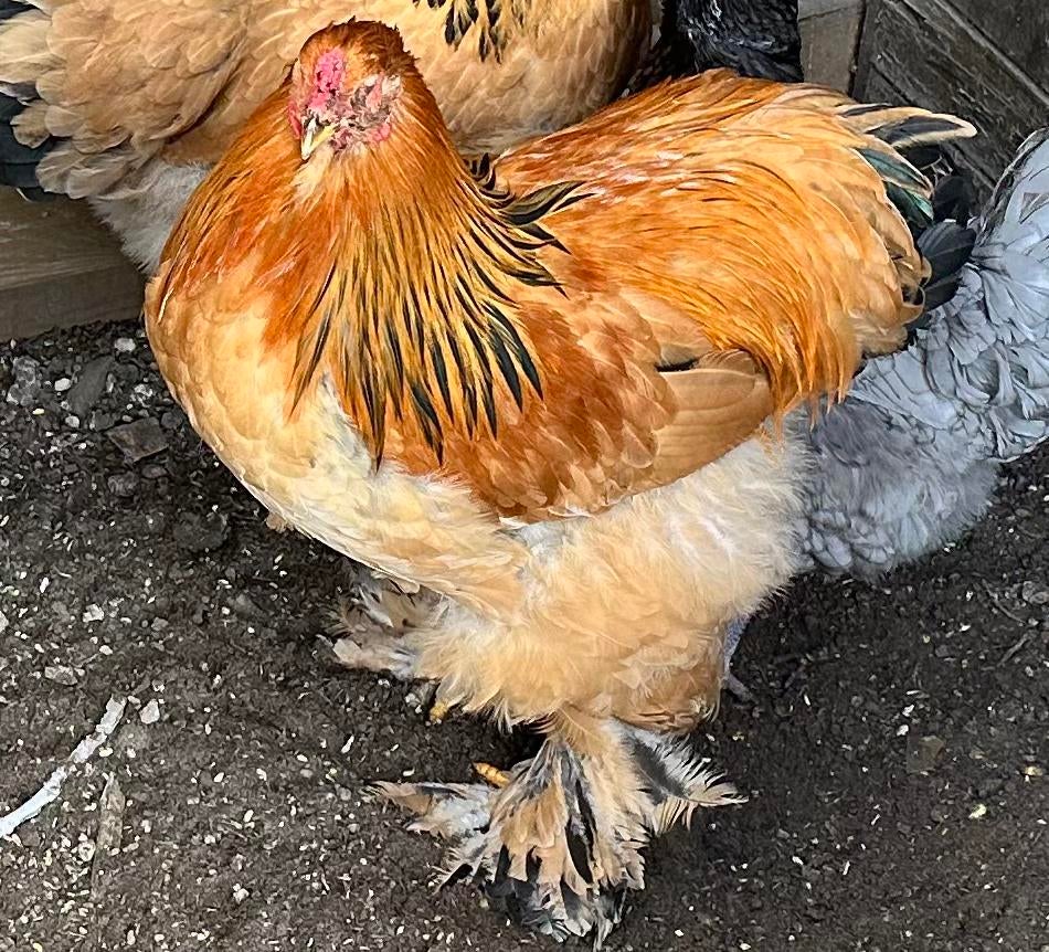 Brahma Buff Columbia haan, Mâle, Poule ou poulet