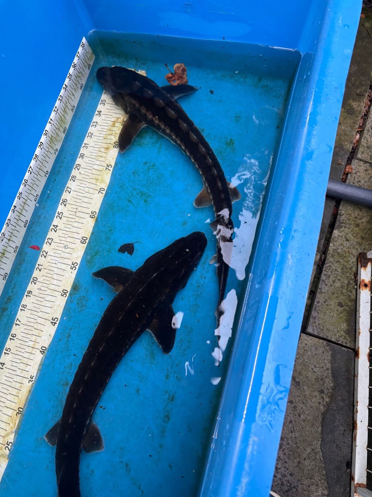 6 steuren (65-75-100 cm), Dieren en Toebehoren, Steur