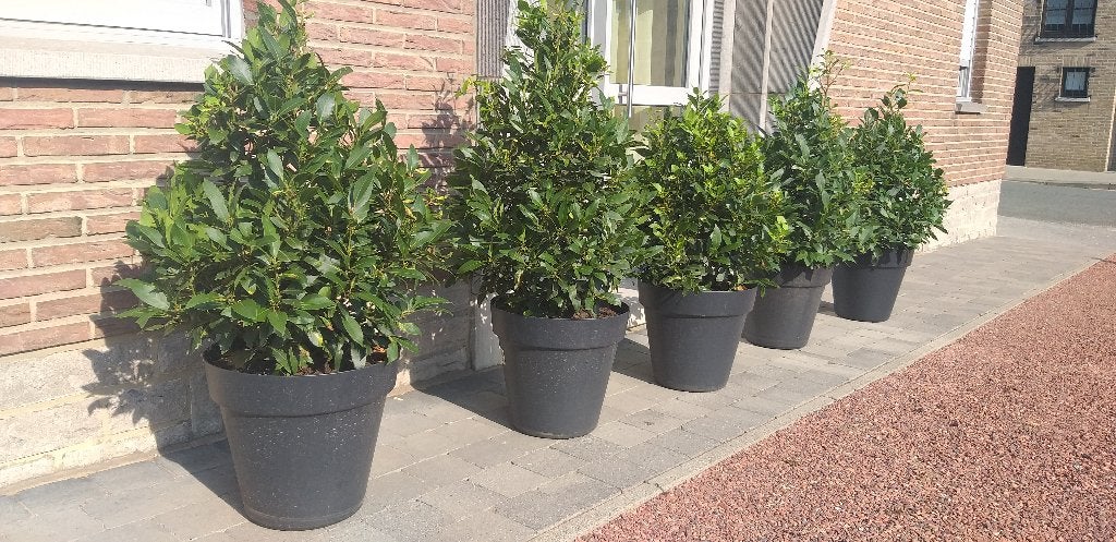 Keuken Laurier in pot,deco terras,restaurant,zwembad,veranda, Tuin en Terras, Ophalen, Vaste plant