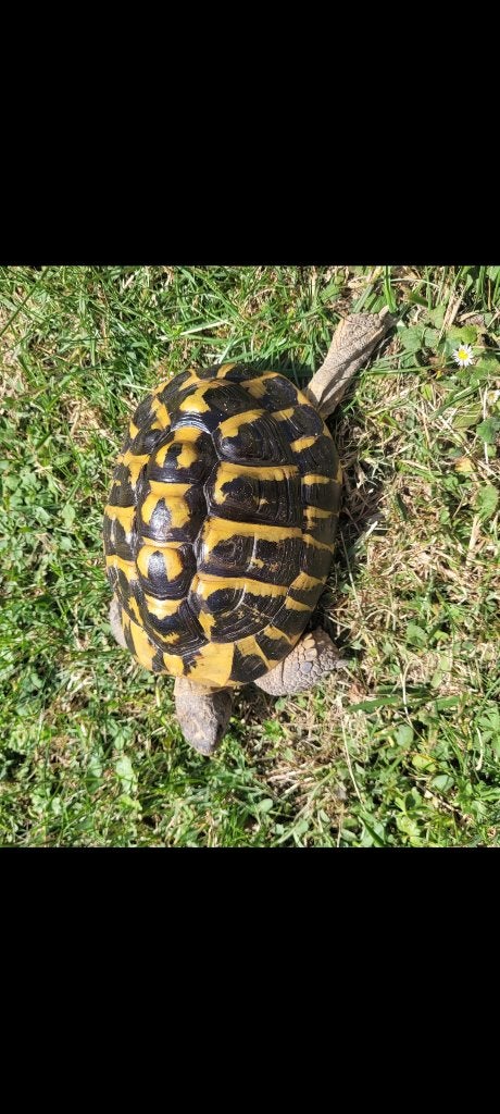 Tortue hh mâle, Tortue