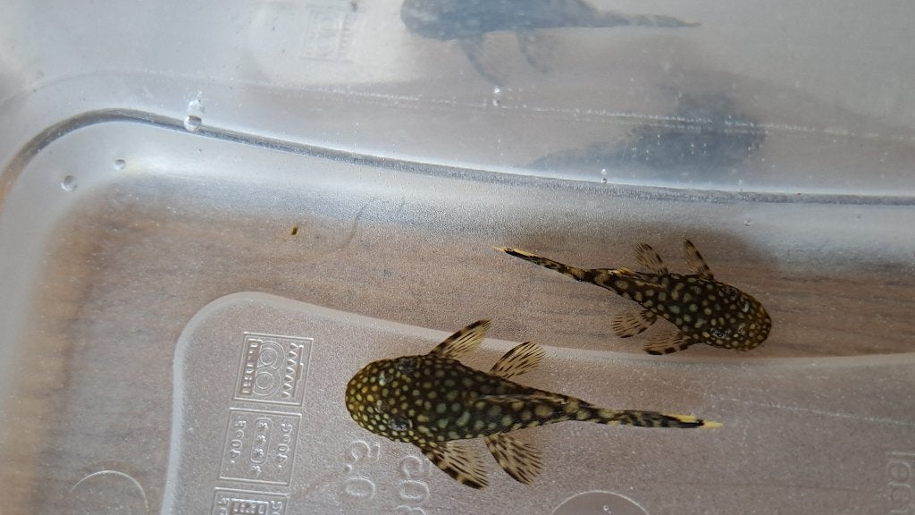 2x Algeneter: borstelneusmeerval - Ancistrus cf. cirrhosus, Poisson, Poisson d'eau douce
