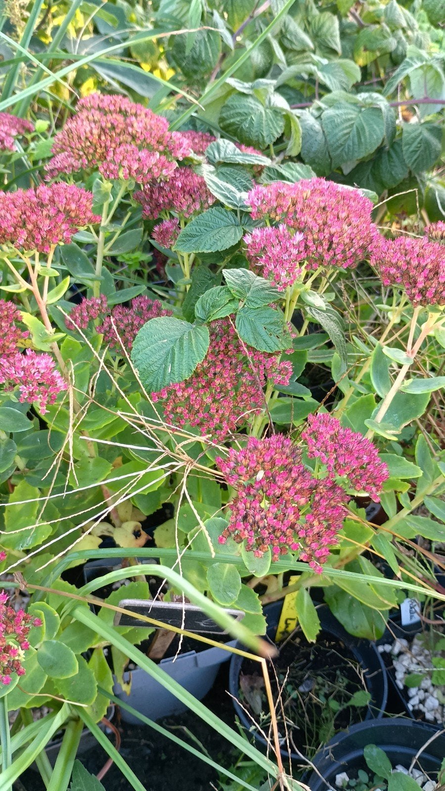 sedum, Ophalen, Vaste plant