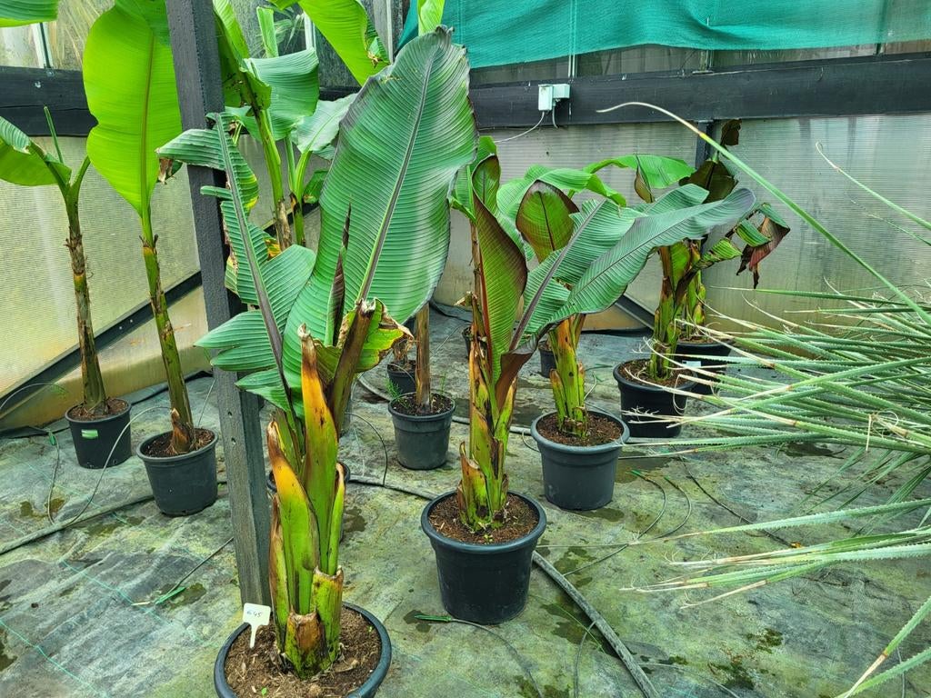 Ensete maurelli, stam 40cm ,totaal 1m30, Tuin en Terras, Ophalen