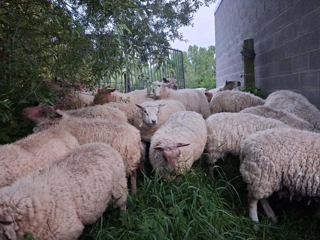 Rammen, Dieren en Toebehoren, Schapen, Geiten en Varkens