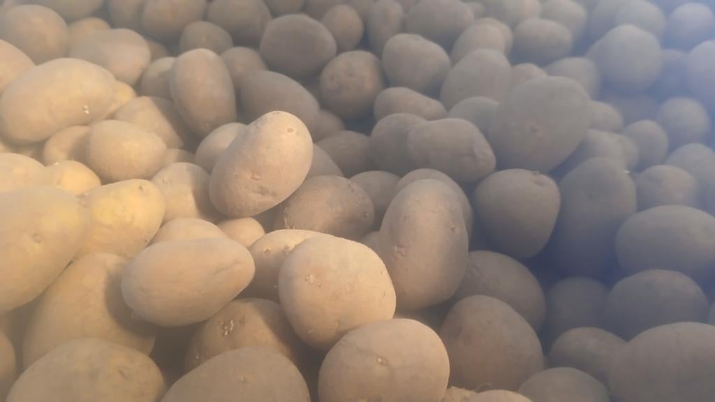pootgoed aardappelen, Ophalen