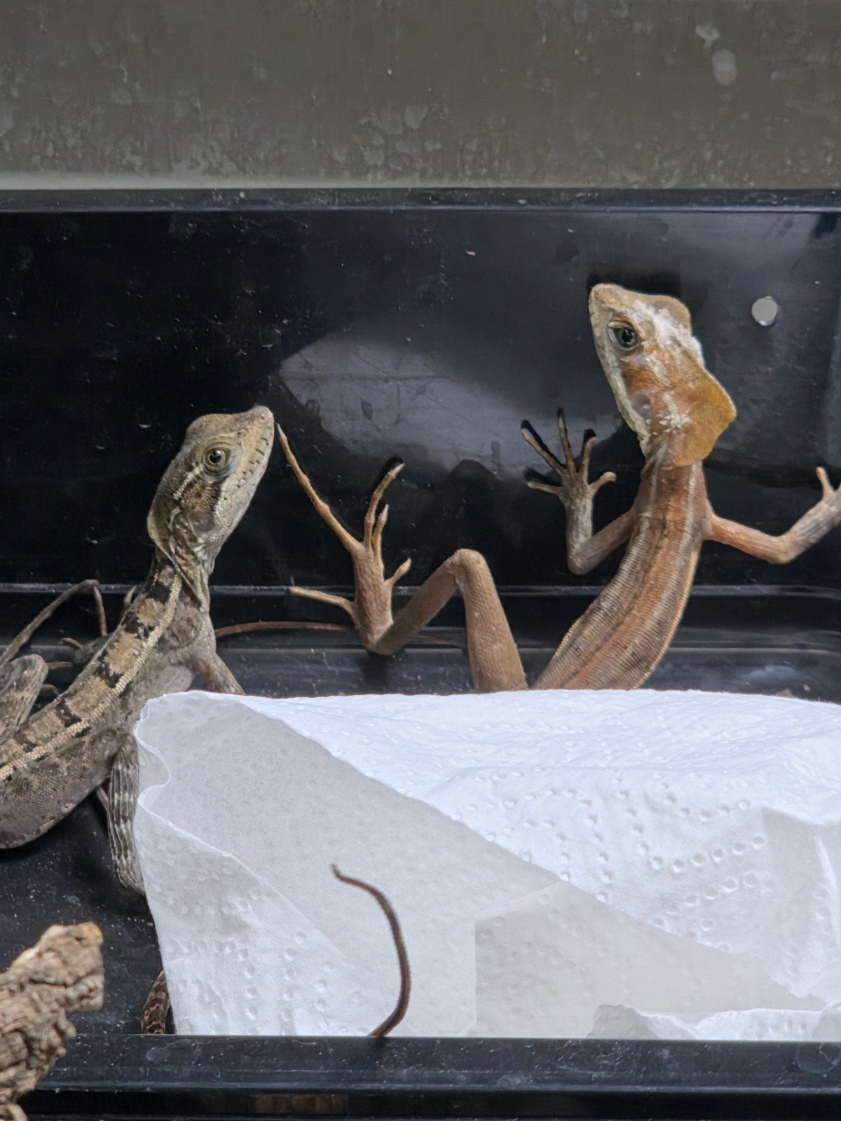 1.2 Basiliscus vittatus (bruine basilisken), Dieren en Toebehoren, Hagedis, 0 tot 2 jaar
