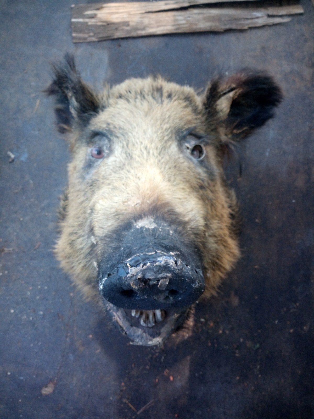 opgezette dieren taxidermie, Ophalen, Zo goed als nieuw