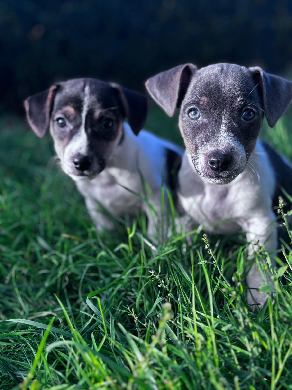 chiots Sweet Jack Russel, Animaux & Accessoires, Maladie de Carré (chiens), Plusieurs, Jack Russel Terrier, Belgique