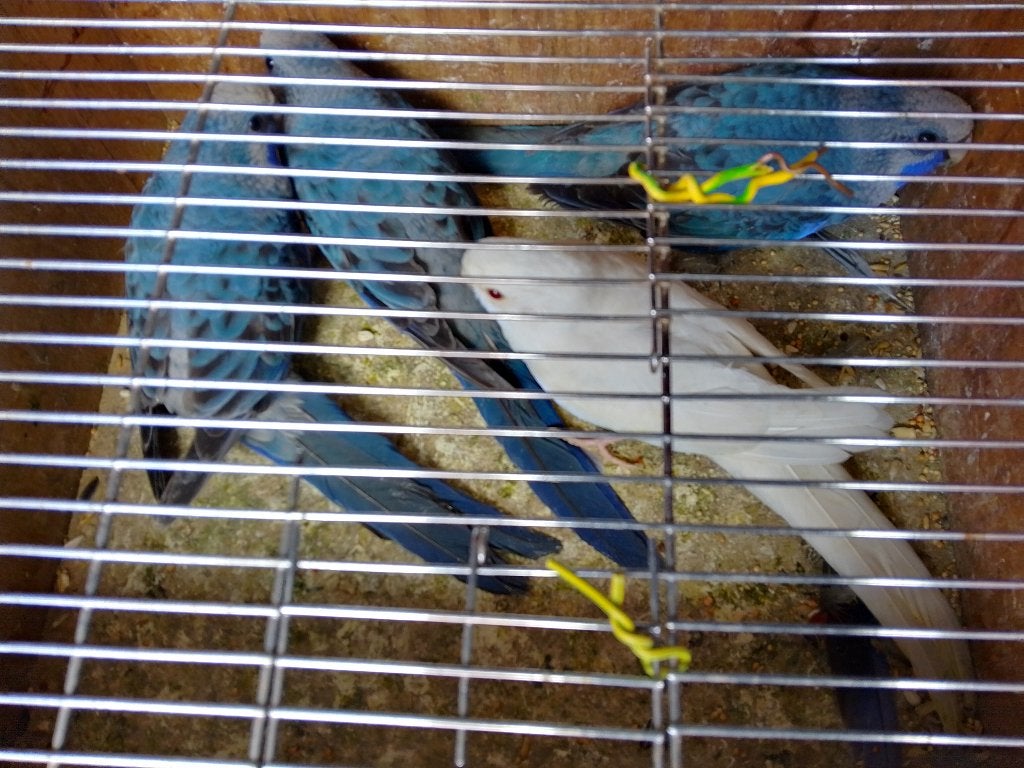fanions, Plusieurs animaux, Perruche, Bagué