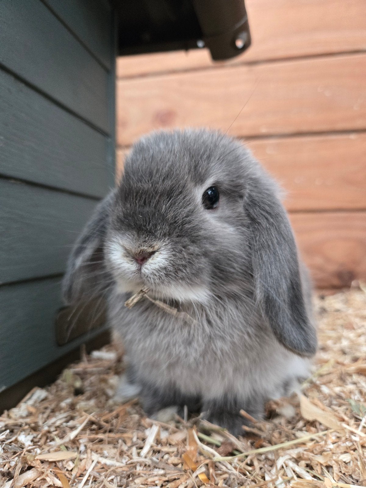 minilop ram, Mâle, Nain, Oreilles tombantes, 0 à 2 ans