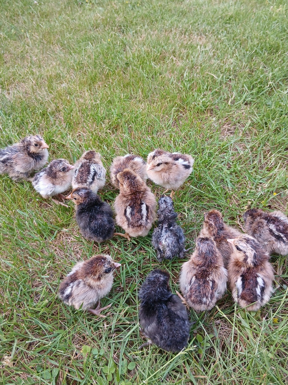 Kuikens geboren op 30/05, Geslacht onbekend, Kip