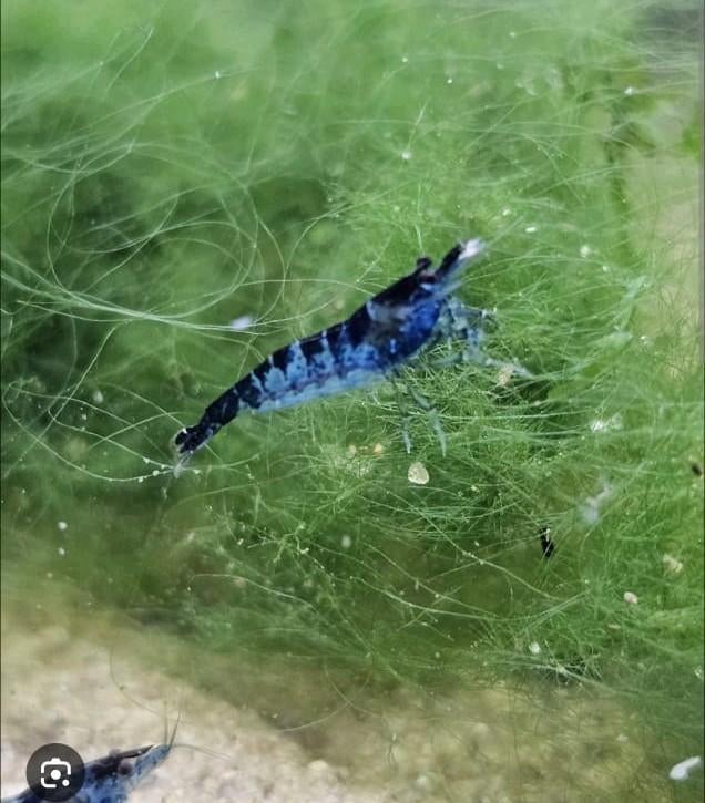 Neocaridina Blue Back Zebra, Dieren en Toebehoren