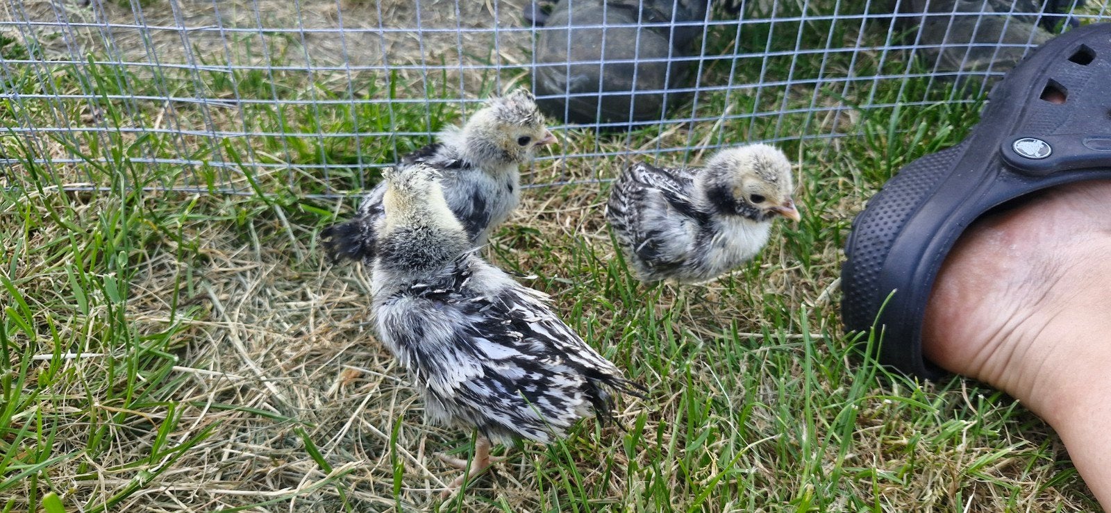 Padua kuikens, Dieren en Toebehoren, Pluimvee