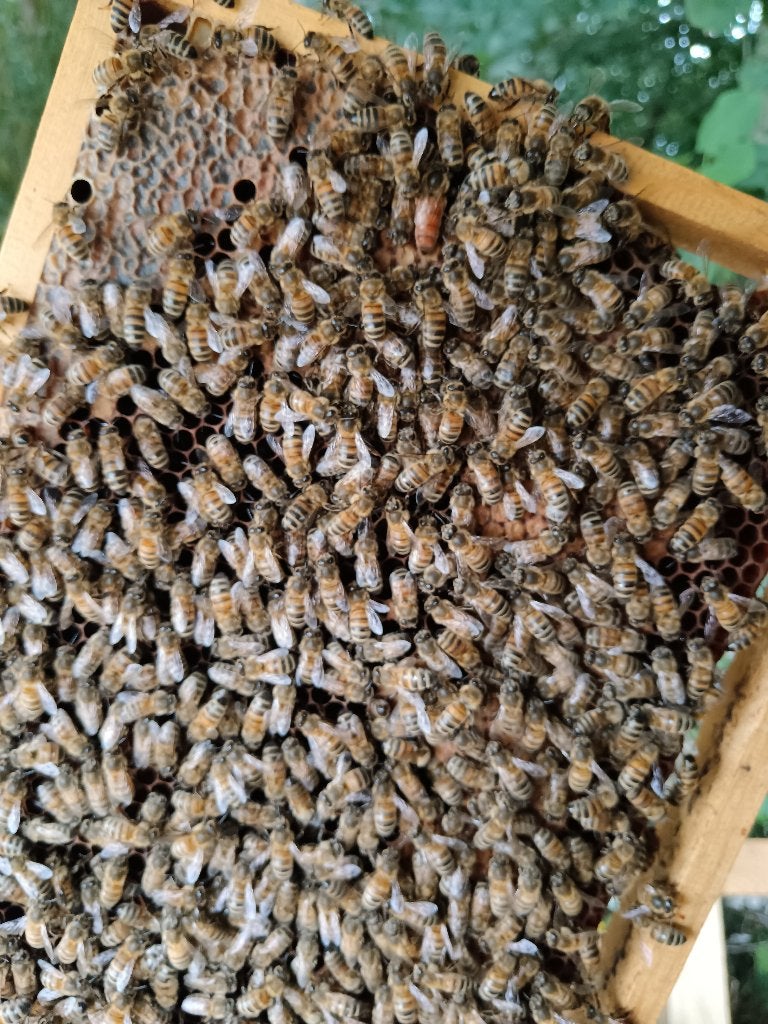 Bijenvolken op Simplex, Dieren en Toebehoren