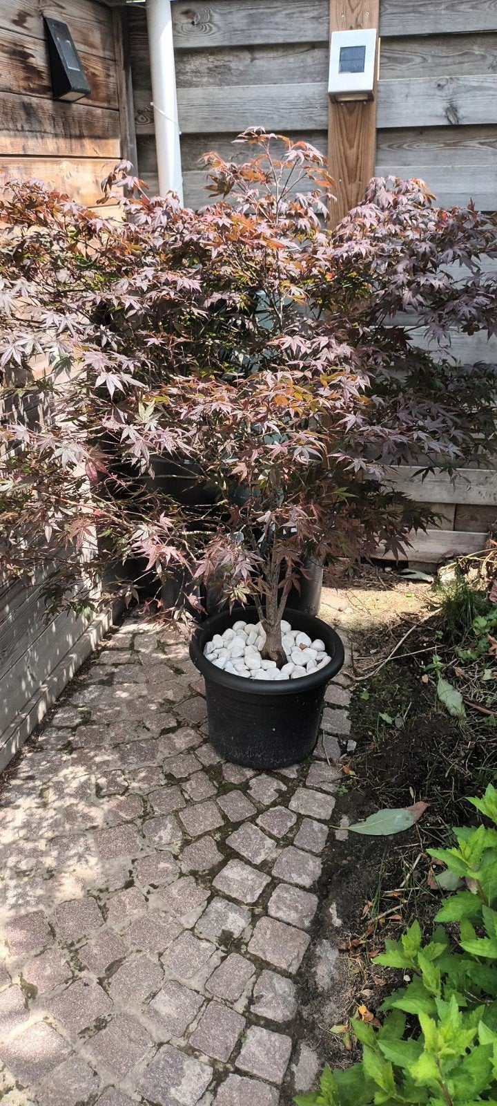 Prachtige plant met pot 1m50 hoog, Tuin en Terras, Planten | Bomen, Ophalen, Overige soorten, 100 tot 250 cm