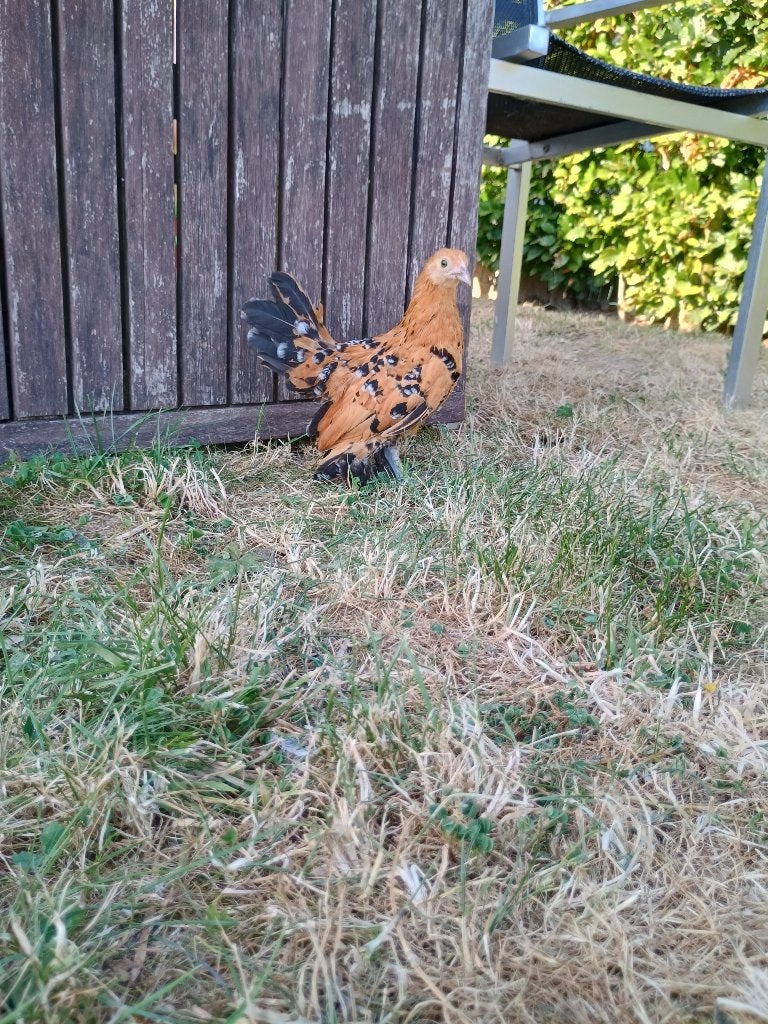 Sabelpootkiel hen/ hennen/ hennentje sabels te koop, Dieren en Toebehoren, Pluimvee, Vrouwelijk, Kip