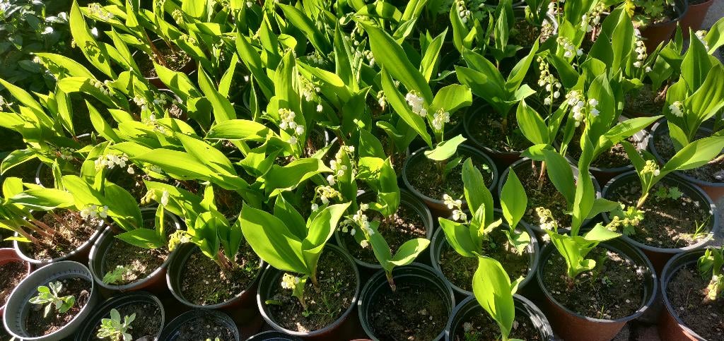 Cloches de mai, Jardin & Terrasse, Plantes | Jardin, Enlèvement, Couvre-sol