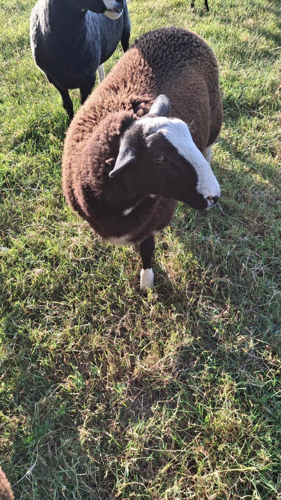 Zwartbles ram, Dieren en Toebehoren, Mannelijk, Schaap, 0 tot 2 jaar