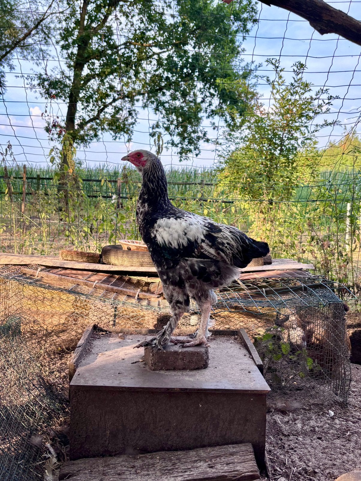 Jonge Brahma haan te koop NIET OM OP TE ETEN, Mâle, Poule ou poulet