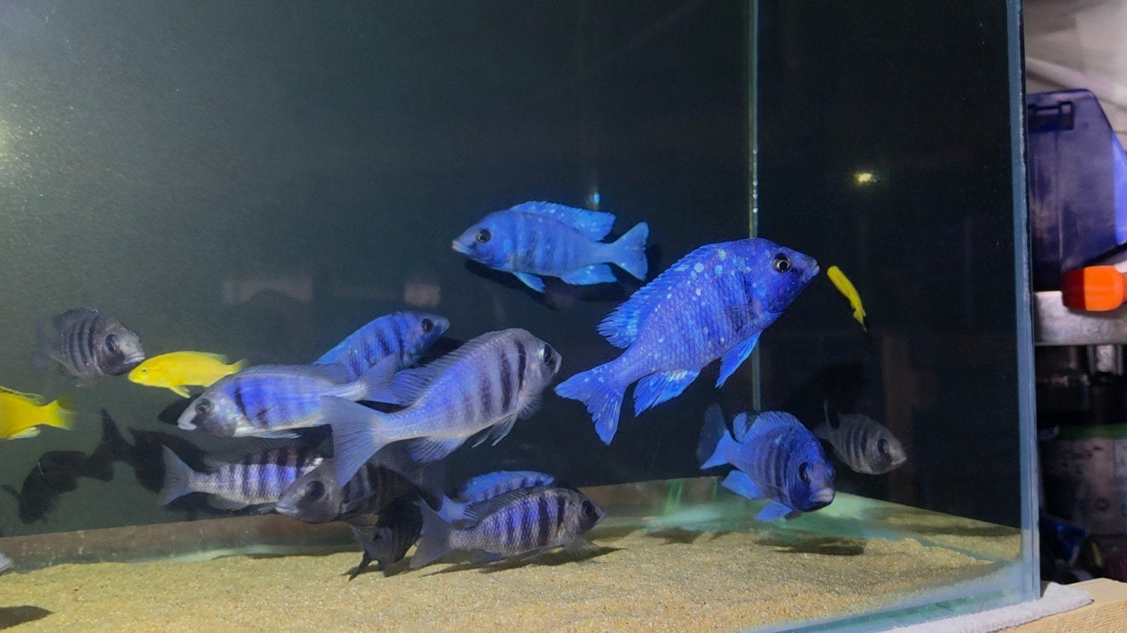 malawi Placidochromis tanzania, Dieren en Toebehoren