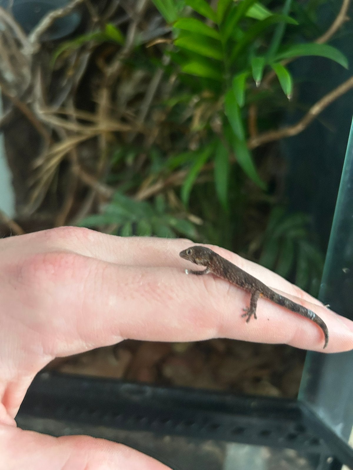 Chameleon gecko (Eurydactylodes agricolae), Dieren en Toebehoren, Reptielen en Amfibieën, Amfibie, 0 tot 2 jaar, Tam