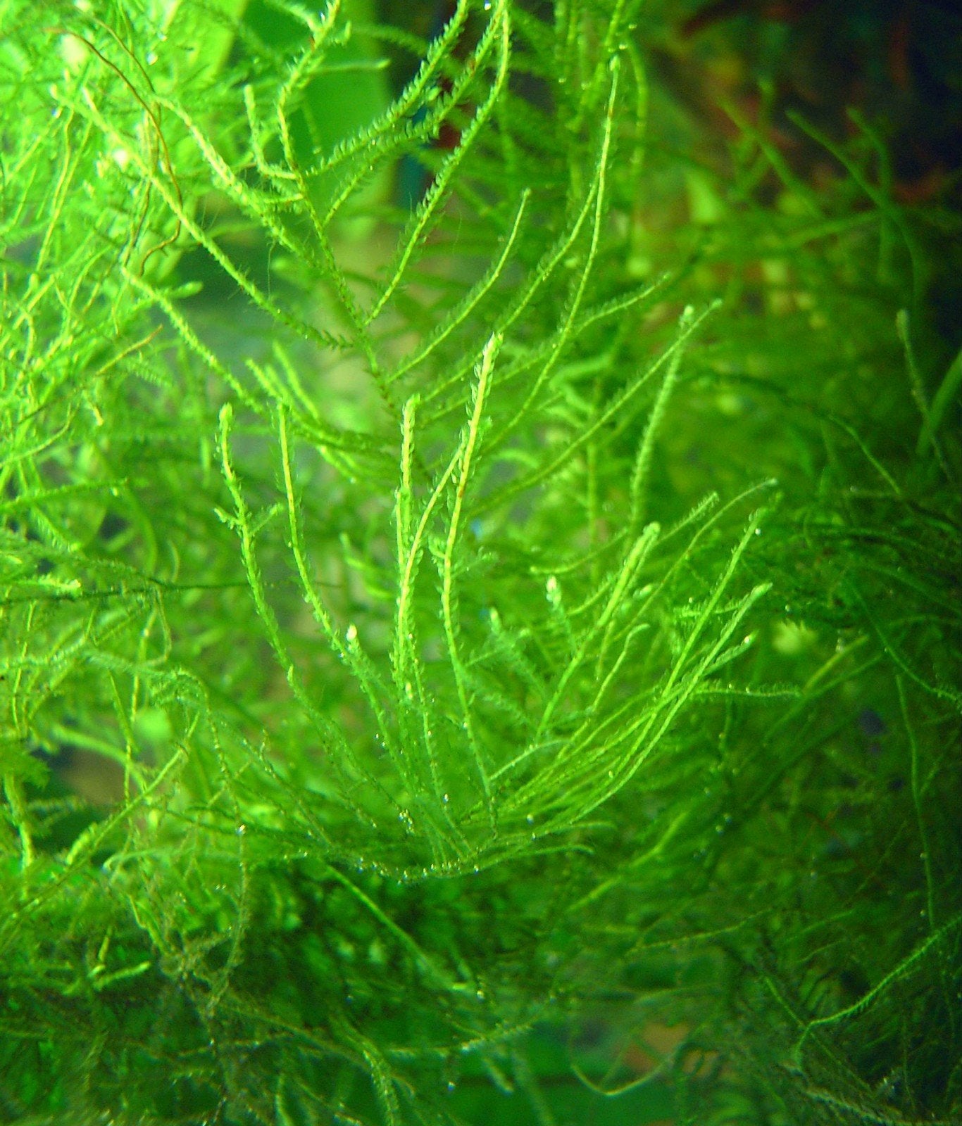 Javamos / Java moss / Taxiphyllum barbieri, Enlèvement