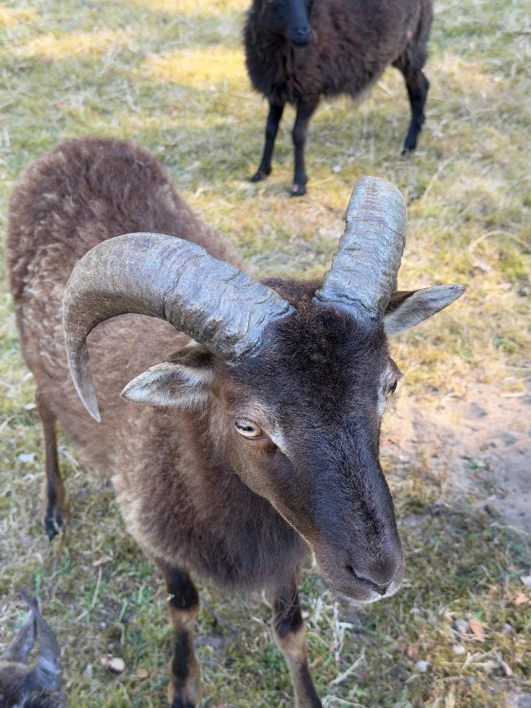 Soay Schapen, Meerdere dieren, Schaap