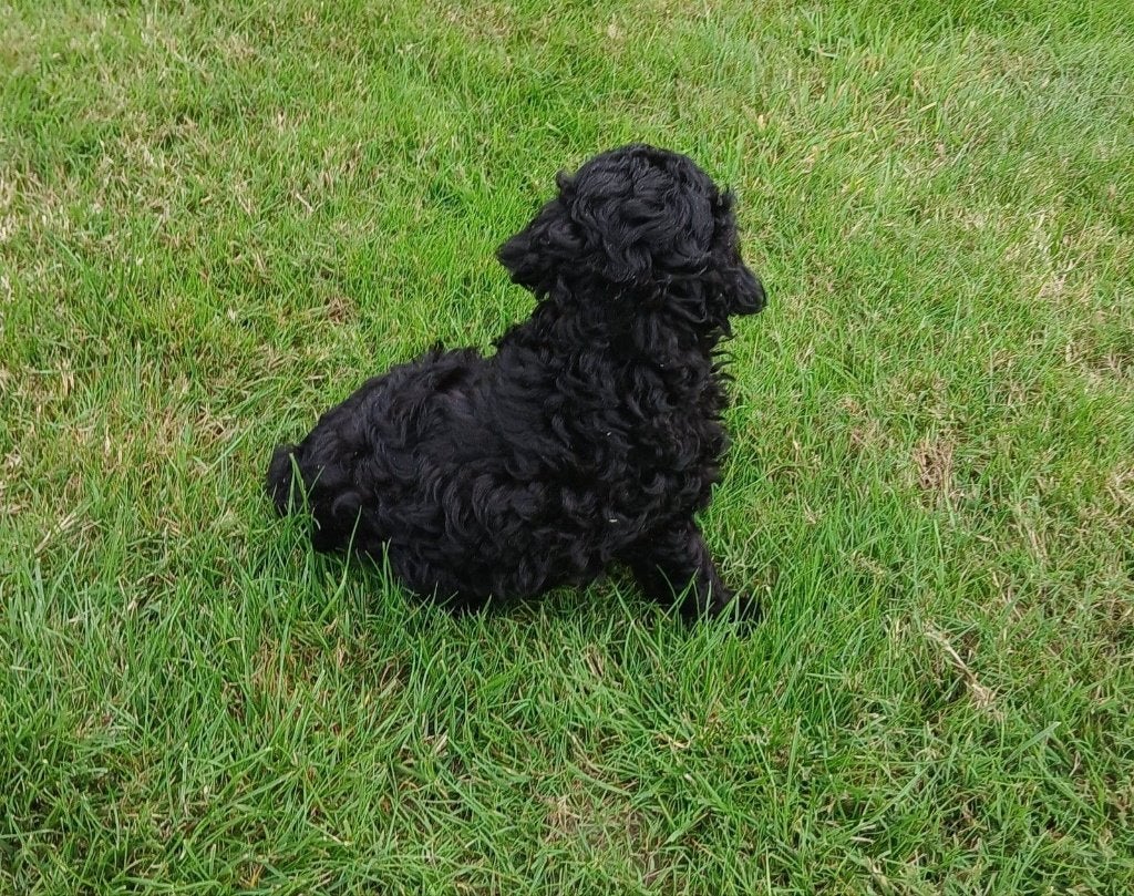 Poedel pups, Poedel, België, CDV (hondenziekte), 8 tot 15 weken