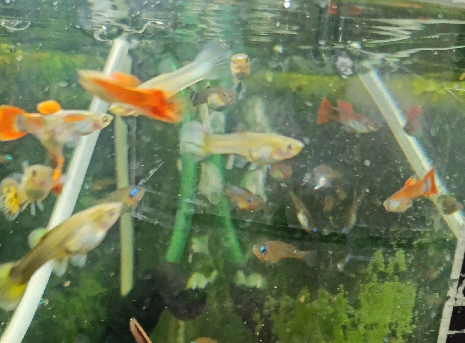 10 jong volwassen guppen voor 5€, Dieren en Toebehoren, Vissen | Aquariumvissen