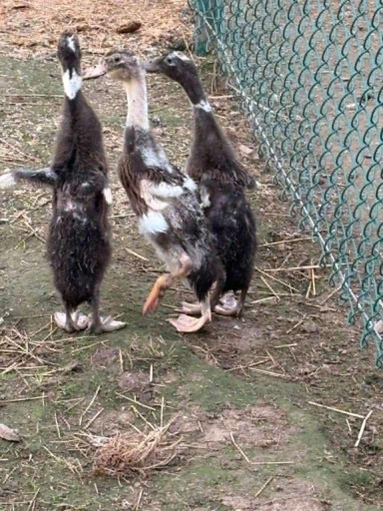 Indische loopeendjes, Dieren en Toebehoren, Pluimvee, Geslacht onbekend, Eend