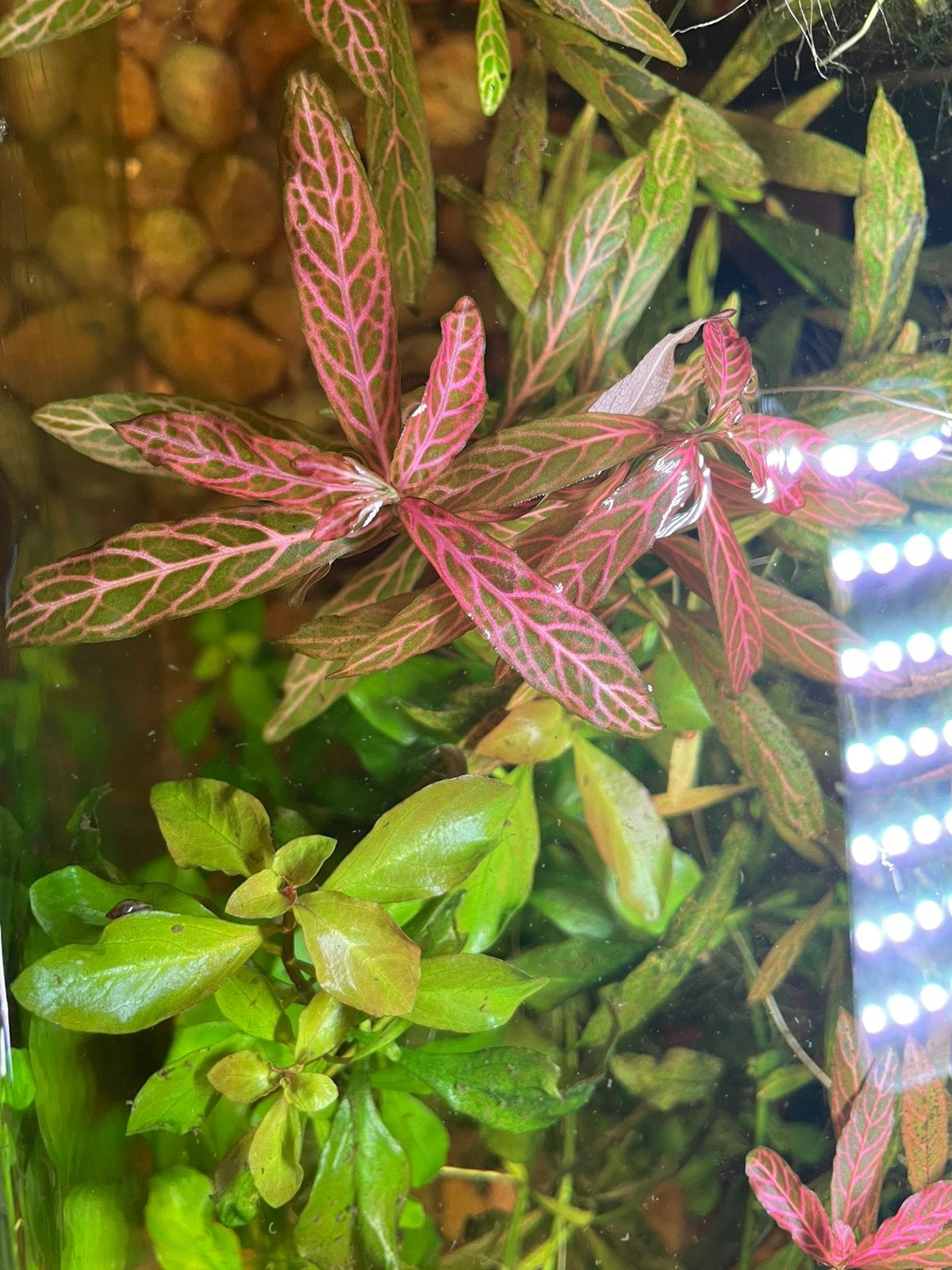 Aquariumplanten te koop – Makkelijke beginnersplanten
