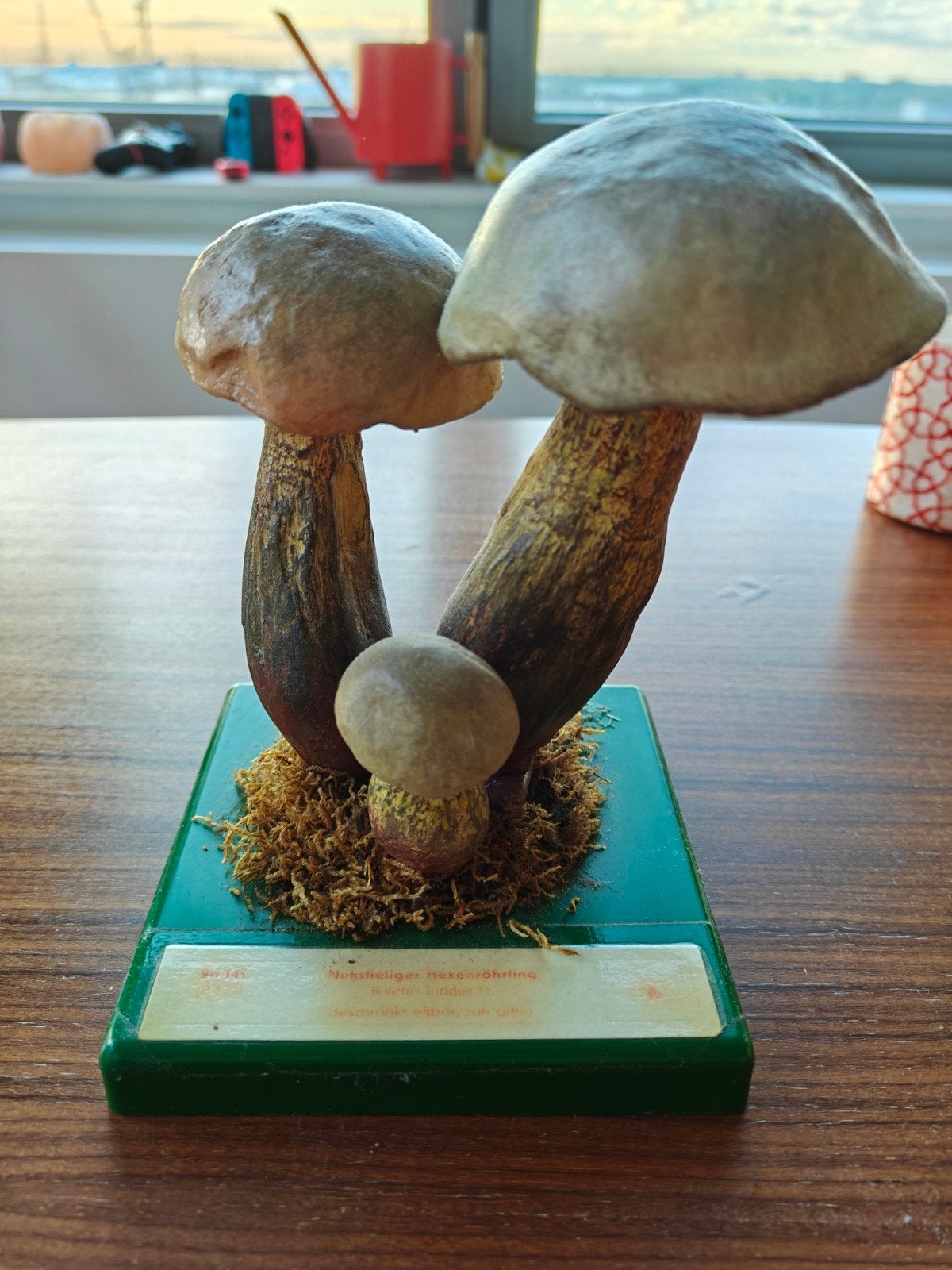 Somso botanisch model paddenstoel - Nevelzwam, Antiek en Kunst, Ophalen of Verzenden